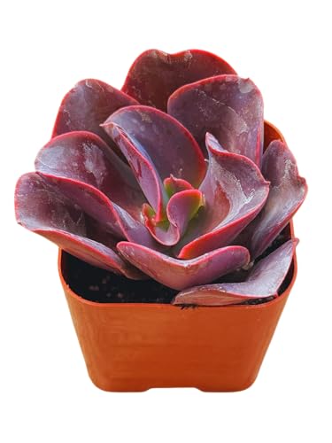 Succulents Plants Live 2" Echeveria Big Red, Live Mini Succulent