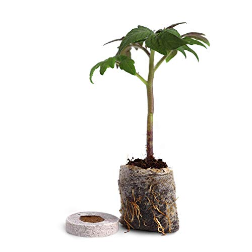 Window Garden - Chervil Herb Kit - Grow Your Own Food. Germinate Seeds On Your Windowsill Then Move To A Patio Planter Or Vegetable Patch. Mini Greenhouse System Make’s It Foolproof, Easy And Fun. #TOP3