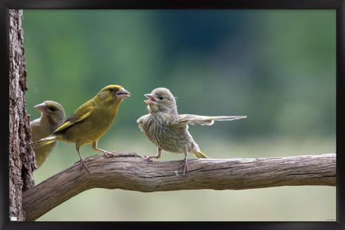 Trends International The Comedy Wildlife Photography Awards: Jacek Stankiewicz -