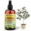 OLIVE TREE Plants