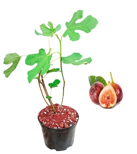 Hardy Brown Turkey Fig Tree | 30-50cm Potted & UK Grown | Ready-to-Fruit Indoor/Outdoor Plant