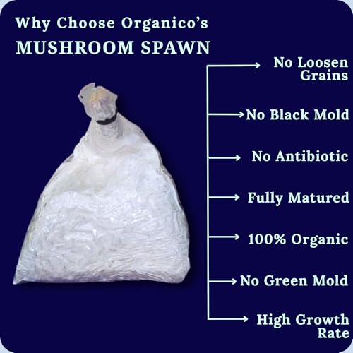 Image of White Big-Size Oyster Mushroom Growing Spawn /Seed (200 Gm + 2 PP Bags), First Generation Edible F1 PO Variety High Yield Big Petal White Oyster Mushroom Seed for Mushroom Farming