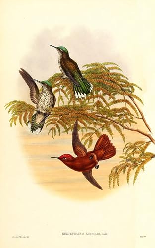 Art mural Leybold's Fire John Gould poster vintage pour chambre