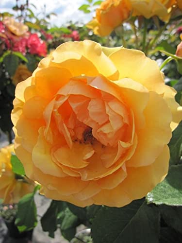 Stammrose Amber Queen® - bernsteinfarbend - duftend++ - Rosa Amber Queen®