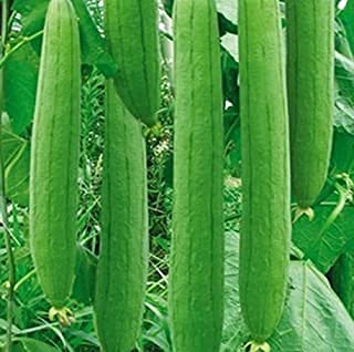 DEV HERBALS Sponge Gourd Seeds, F1 Hybrid Seeds, Pack of50, Turai, Tori, Seeds For Home, Garden By Goyam Merchando (B094W2HP5G) Amazon Price History, Amazon Price Tracker