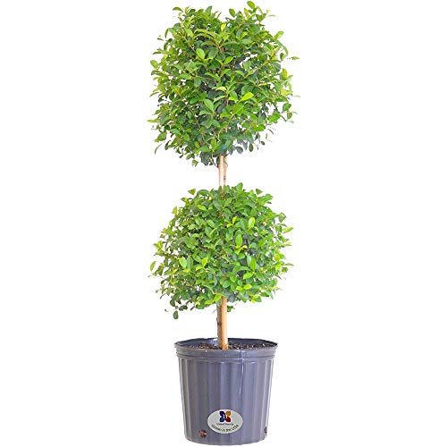 United Nursery Eugenia Myrtifolia 2-Ball Topiary â€“ Sculpted Evergreen Plant in 10â€ Grower Pot â€“ 36-42 Inches Tall â€“ Formal Accent for Home, Patio, or Office â€“ Indoor/Outdoor