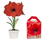 Special Amaryllis Grow Kit | Grow Your Own Beautiful Red Amaryllis Flower in A Few Weeks | Great and Unique Business and Christmas Gift | TotalGreen Holland