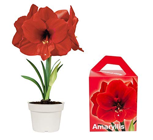 Special Amaryllis Grow Kit | Grow Your Own Beautiful Red Amaryllis Flower in A Few Weeks | Great and Unique Business and Christmas Gift | TotalGreen Holland Special Amaryllis Grow Kit | Grow Your Own Beautiful Red Amaryllis Flower in A Few Weeks | Great and Unique Business and Christmas Gift | TotalGreen Holland
