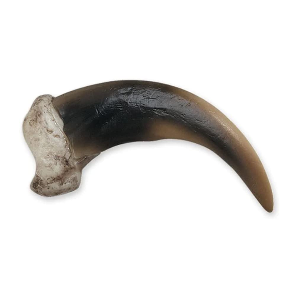 Grizzly Bear Claw, Medium (9cm) (Museum Quality Replica)