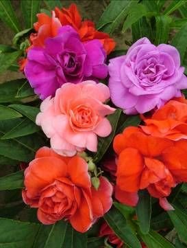 Go Green Balsam Tom Thumb Double Flower Mixed Seeds (Pack of 100) (B014V3VCAI) Amazon Price History, Amazon Price Tracker