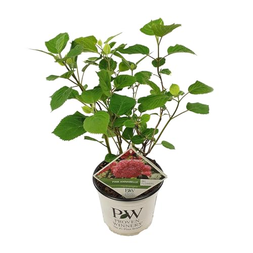 Hydrangea arborescens 'Pink Annabelle' Hortensia arborescens Rosa Annabelle, 25.0 x 25.0 x 25.0 cm