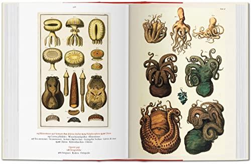 Seba: Cabinet of Natural Curiosities