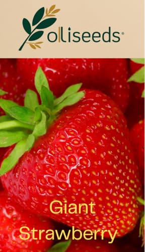 Giant Strawberry Seeds Large Sweet Garden Strawberries for Planting Productive Strawberry Plants Seeds by OliSeeds (20 Seeds)