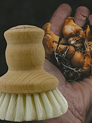 MAAJ CHAMPIGNONBÜRSTE - VEGAN - AUS Holz MIT WEISSEN PPN-Borsten FÜR SANFTES REINIGEN VON PILZEN + PFIFFERLINGEN - Made IN Germany