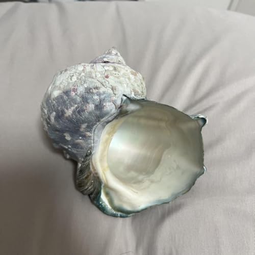 ヤコウ貝 貝殻のサムネイル