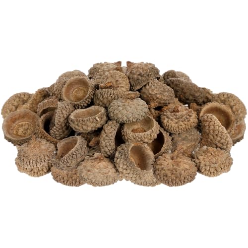 50 Piezas Cáscaras Naturales de Bellota para Manualidades miniatura 1