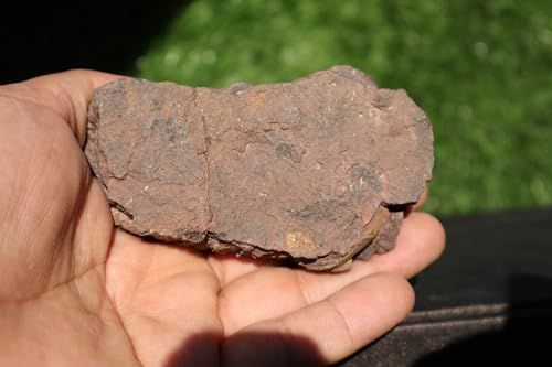 Image of Calymene Trilobite Flexicalymene Trilobite Ordovician Fossil Trilobites A233