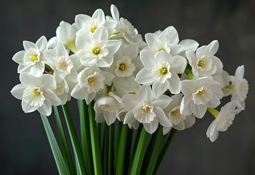 3 Ziva Paperwhite Bulbs