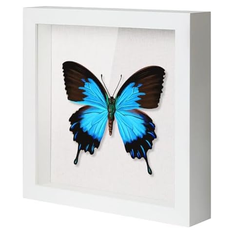 QDSSDECO Shadow Box Frame Cover