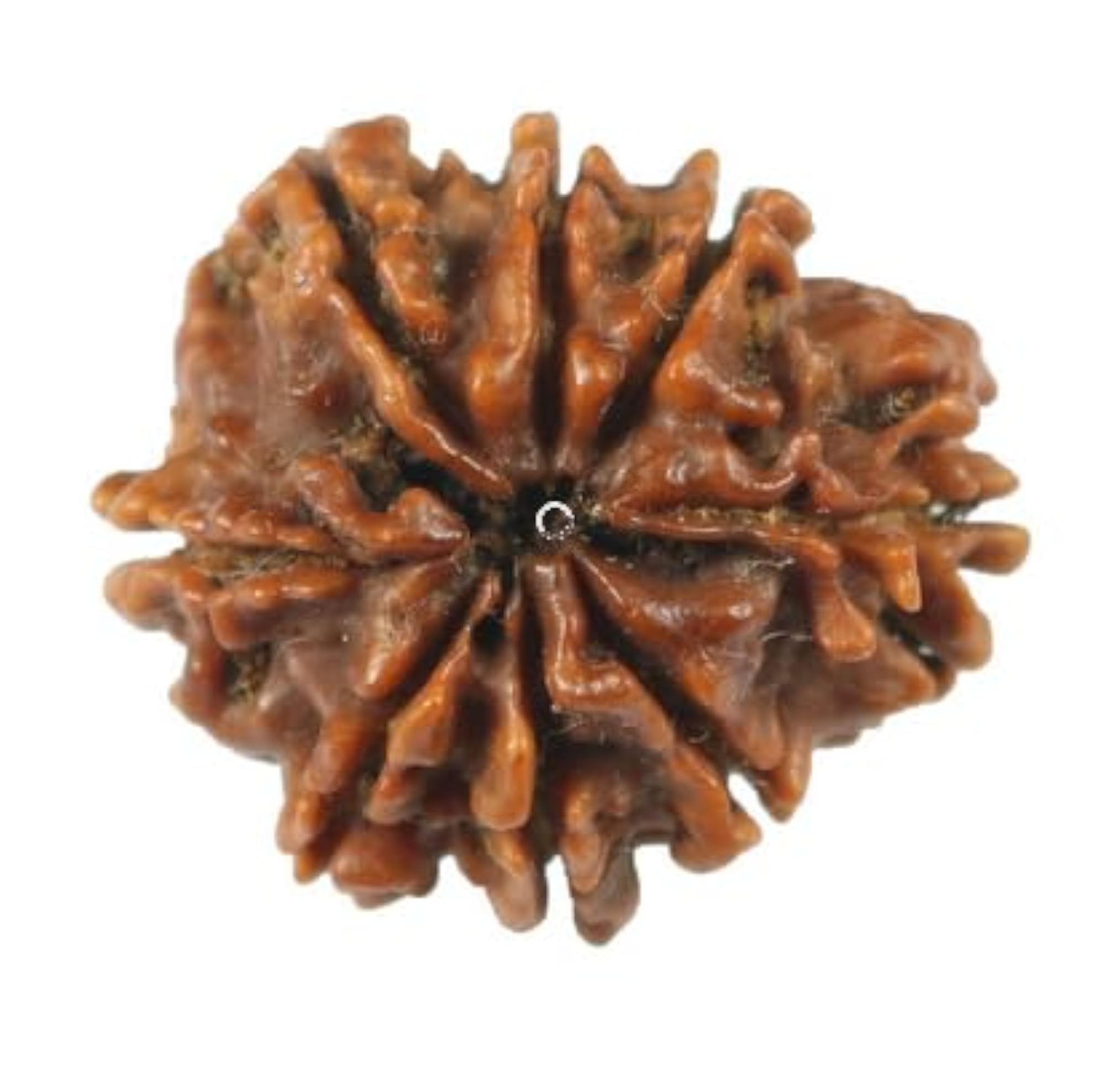 Premium Eight Face Rudraksha Nepali Beads, IGL Lab Certified
