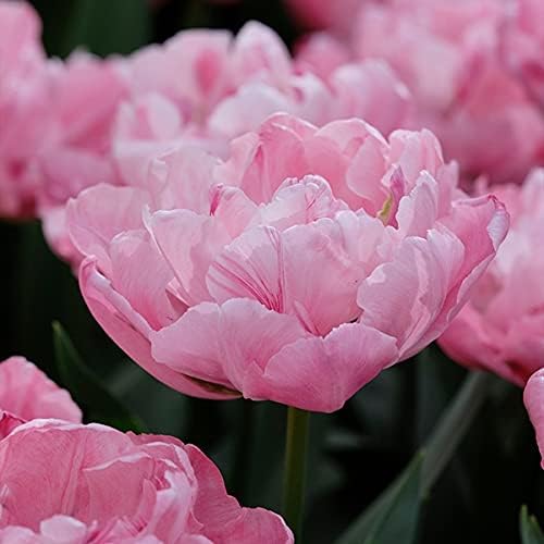 Amazon 国華園 チューリップ 球根 早期販売 ロザリン 6球 21年春商品 球根