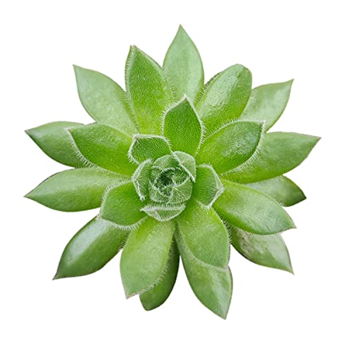Sempervivum Spring Beauty | Succulent Home Decor Ideas (2 Inch) #TOP13