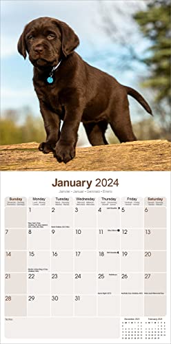 Chocolate Lab Retriever Calendar 2024 - Image 3