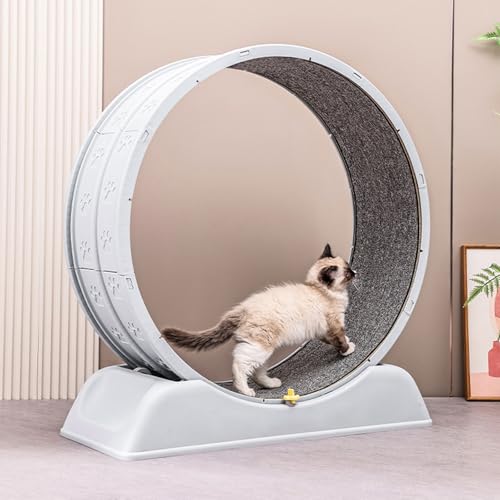Roue d'exercice pour chat de 80 cm - Grand tapis de course pour chat domestique - Roue d'exercice pour chat avec mécanisme de verrouillage pour courir,...