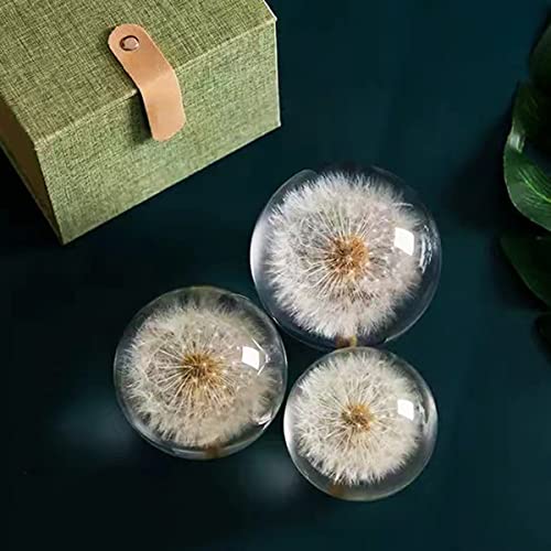 Deshintke Real Dandelion Specimen Ball Paperweight Desktop Decor Decoration (Small) #TOP4