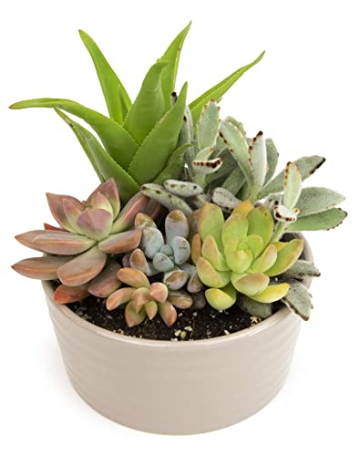 Succulents Plants Live in Garden Succulent Planters, Live Succulent Plants Live Plants in Taupe...