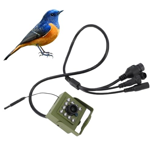 Caméra de Surveillance de la Faune, Caméra de sécurité Intérieure et Extérieure, Caméra de Vision Nocturne pour Nichoir, Caméra Grand Angle WiFi 2,4 GHz avec 10 LED, pour