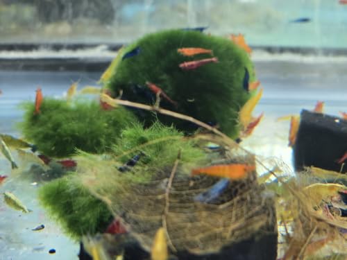Image of Swimming Creatures Freshwater Aquarium Shrimp - A Perfect Combo to Brighten Your Aquarium! (20 Mixed + 3 Almond Leaves)