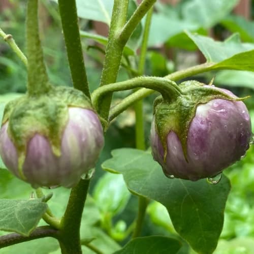 semi di melanzane biologiche resistenti per il giardino melanzana rampicanti resistenti coltivazione di invernali biologici 2000pcs