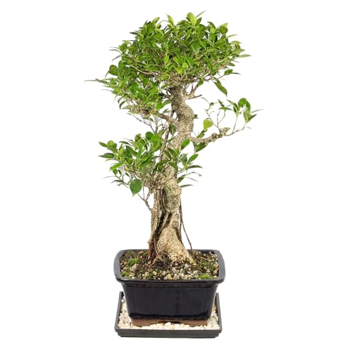 Image of Brussel's Bonsai - Large Live Ficus Bonsai Tree, 10-Year