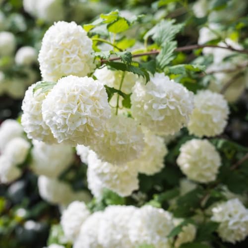 Viburnum Snowball Tree in 3.6L Pot Hardy Garden Shrub with Large White Blooms and is Easy to Grow, 1 x Viburnum Opulus ‘Roseum’ Plant by Thompson and Morgan