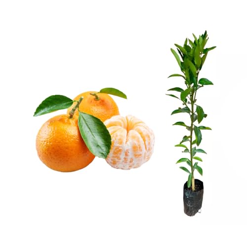 AMK Jardinagem e Paisagismo, Muda de Tangerina Ponkan 50 a 80cm AMK - Plantas Online