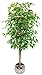 Produktbild Maia Shop 1225 Ficus mit natürlichen Stämmen, hergestellt mit den besten Materialien, ideal für die Innendekoration, Künstlicher Baum (150 cm)
