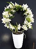 dendrobium nobile blu Per ogni pacco che riceverete, SEMPRE una pianta a sorpresa IN OMAGGIO