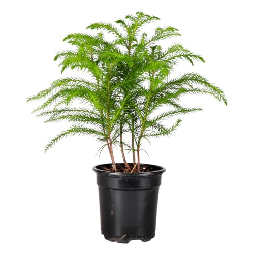 Thorsens Greenhouse Live Norfolk Island Pine Plant Christmas Greenery Gift or Decor Air Purifying Premium Indoor Houseplant Mature 4 Diameter Pot (Nursery Pot 4-inch Pot)