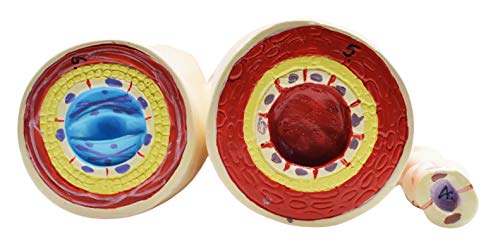 Image of EISCO 3 Piece Artery, Vein and Capillary Model Set, 13 Inch - Enlarged - Numbered - Cross Sections