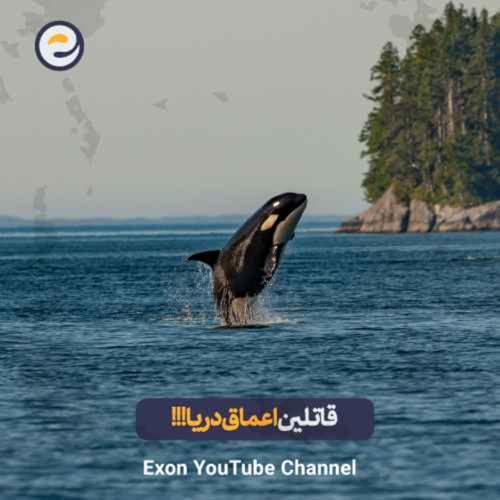 نهنگ قاتل (اورکا): نابغه&zwnj;ی بی&zwnj;رحم اقیانوس | باهوش&zwnj;ترین شکارچی طبیعت