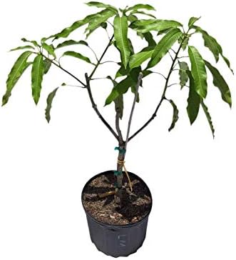 Lemon Meringue Po Pyu Kalay Grafted Mango Tree, 3 Gal Container from Florida