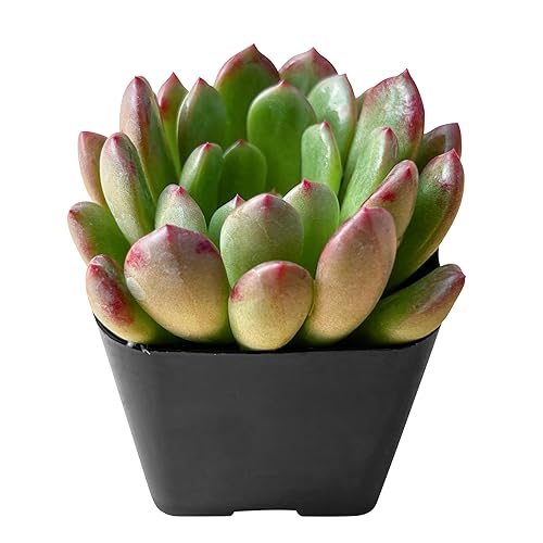 Fleshy Flora Live Succulent Plants Sedeveria Pink Ruby, Mini Potted