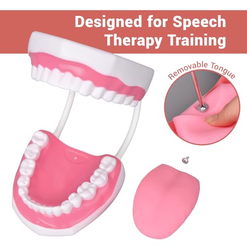 Ultrassist Zahnmodell für die Sprachtherapie, Zähne Modell Lehrmodell für Kinder, Zähne Dental Zubehör für Kinder Zähneputzen lernen