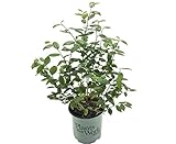 Premier Plant Solutions 19558 High Bush Plants That Work Blueberry (Vaccinium) Duke, 1 Gallon