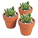 Juvale 10-Pack 1.5-Inch Mini Terracotta Plants Pots with Drainage Holes for Cactus, Succulents, Tiny Clay Terra Cotta Flower Pot Planters for Nursery, Indoor Garden, Patio, DIY Crafts