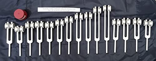 Fourches d'accordage lestées Human Organ pour une résonance vibratoire prolongée
