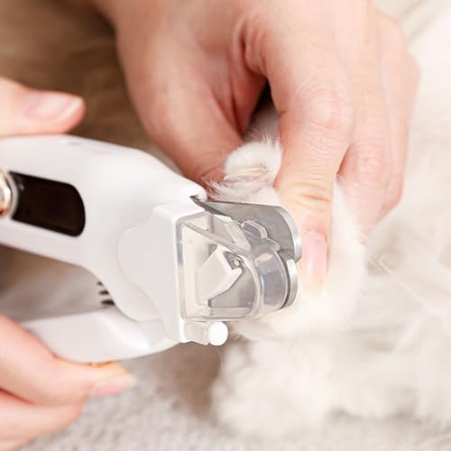 Coupe-ongles pour chats évitez les blessures de griffes de chiens