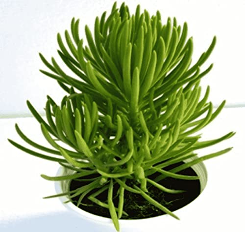 PlantaZee Natural Live Succulent (Senecio barbetonicus) Decorative Plants for Living Room Architectural Plant (B09MLPG2BY) Amazon Price History, Amazon Price Tracker