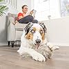 Interactive Plush Dog Toys